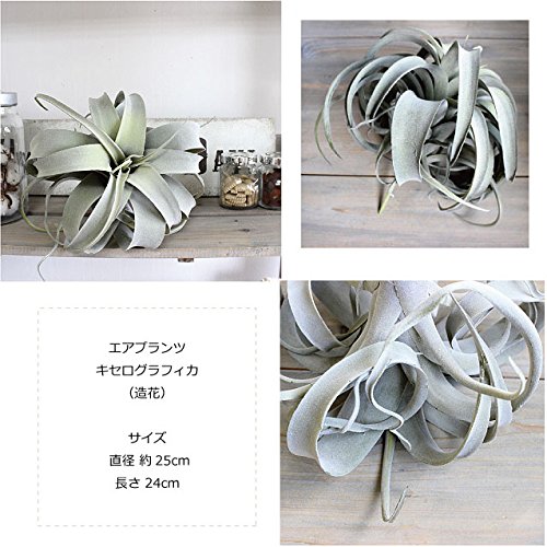 Amazon｜エアプランツ キセログラフィカ Φ25cm 造花 インテリア