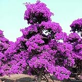 bougainvillea kaufen Vielseitige Landschaftsgestaltung: Diese tropischen Weinrebensamen sind ideal für Spaliere, Bögen, Zäune und Topfarrangements und bringen lebendige Blüten und Blätter in jeden Außenbereich.