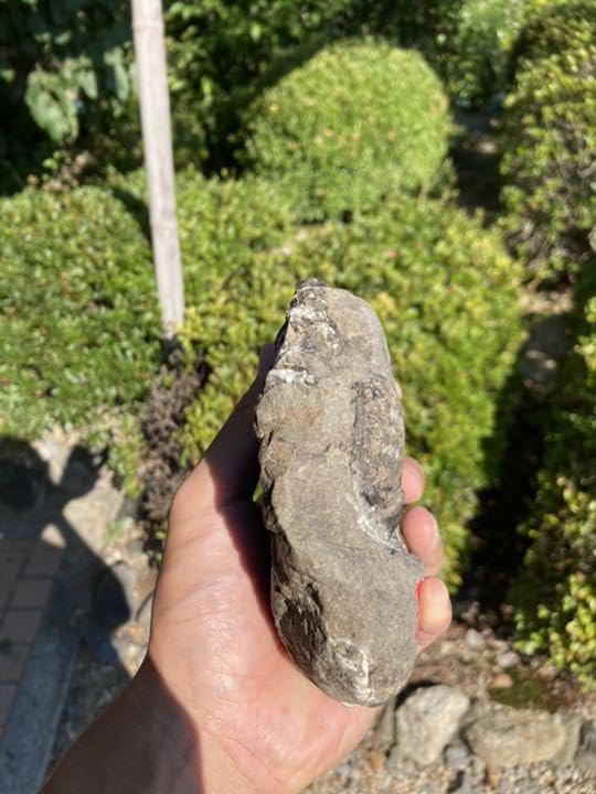 北海道　アンモナイト　希少種・キャナドセラス　化石　恐竜　/アウトドア Amazon.co.jp: 北海道 アンモナイト 種キャナドセラス 化石 恐竜