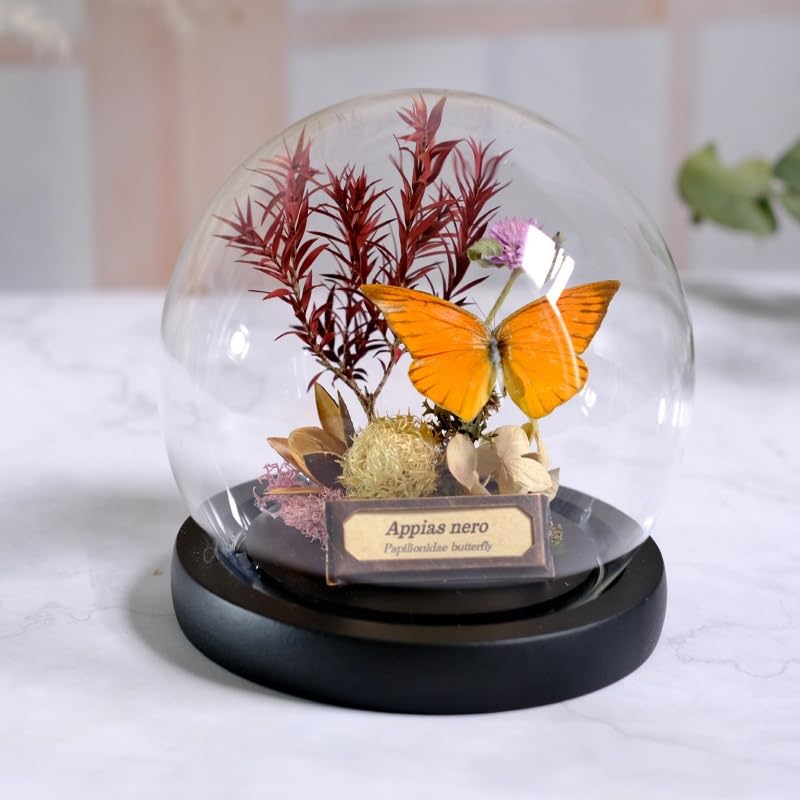 Taxidermy Butterfly Framed, Real Butterfly with Preserved Flower Plant Specimens in Glass Dome 5.5"x4.7", Perfect for Science Study and Desk Ornament (Orange albatross Butterfly)