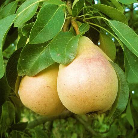 Pineapple Pear Tree - Live Plant Shipped 3 to 4 Feet Tall