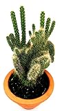 Zoom IMG-1 powers to flowers cactus crestato Zoom IMG-1 powers to flowers cactus crestato