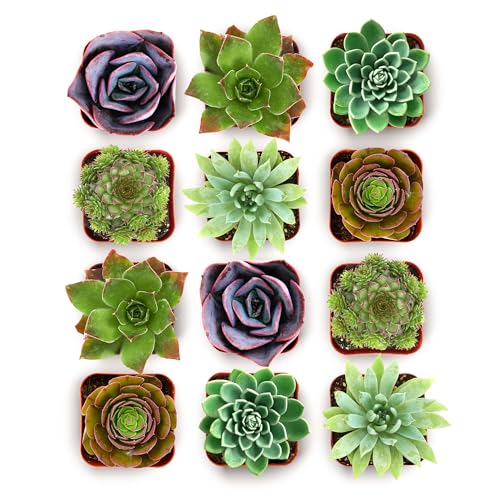 Shop Succulents Echeveria & Rosette Live Succulent Variety Pack – Fully Rooted 2" Potted Plants for Gifts, Favors, DIY Projects, Terrariums, Home Décor, and Garden Arrangements, 12 Pack by Shop Succulents - Used condition - US$21.97