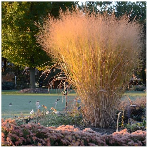 Stauden Gänge 1 x Panicum virgatum Thundercloud im 1 Liter Topf (Ziergras/Gräser/Winterhart/Mehrjährig/Staude/Stauden) Riesen Rutenhirse - Mächtige Eleganz - SPEKTAKULÄRE NEUE SORTE