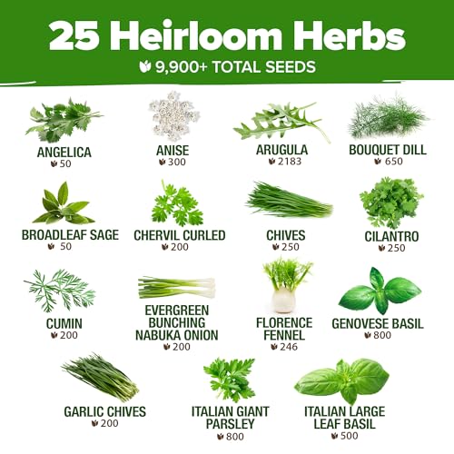 HOME GROWN 25 Herb Seeds for Planting 8,700+ Non-GMO Heirloom Seeds | Extra Large Variety Pack Herb Kit – Indoor Outdoor & Hydroponic | Culinary Seed Set | Grow Your Own Herbs | Gardening Gift - Image 3