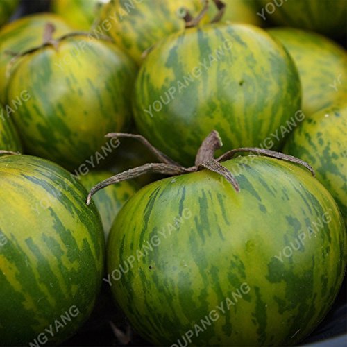 seedsown 50 Semillas - Verbena- Blancos