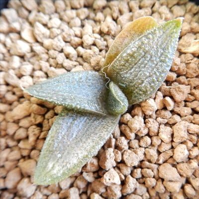 Amazon Co Jp Niハオルチア シルバータランチュラ コエル 錦帯橋 Megaコエル 実生苗 多肉植物 7 5cmポット Diy 工具 ガーデン Amazon Co Jp Niハオルチア シルバータランチュラ コエル 錦帯橋 Megaコエル 実生苗 多肉植物 7 5cmポット Diy 工具 ガーデン