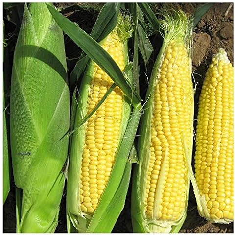 Premier Seeds Direct F1 Rising Sun Sweetcorn Cover