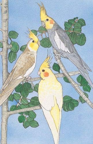 Cockatiel Blank Note Cards Boxed