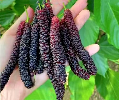200 Pakistan Mulberry Fruit Tree Seeds Popular Variety Rare Morus Dense Fruit PeavyTailor