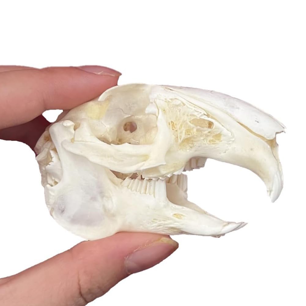 Crânes d'animaux Naturalisés – Spécimens Osseux Décoratifs pour Décoration d'Intérieur et Exposition Musée
