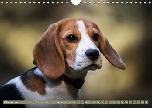 Beaglebabys auf Entdeckungstour (Wandkalender 2017...