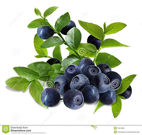 Vistaric Verduras y semillas de frutas Semillas de BlueBerry Arándanos Highbush DIY Plantas de Bonsai de Countyard Semillas para el hogar y el jardín 100 semillas