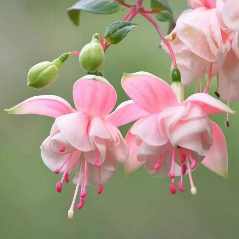 Pink Fuchsia Plants Live, Fuchsia Plants, 3 to 5" Tall Starter Plug, Hardy Perennial Flowers Plant for Planting, Hanging Basket, Colorful Plant