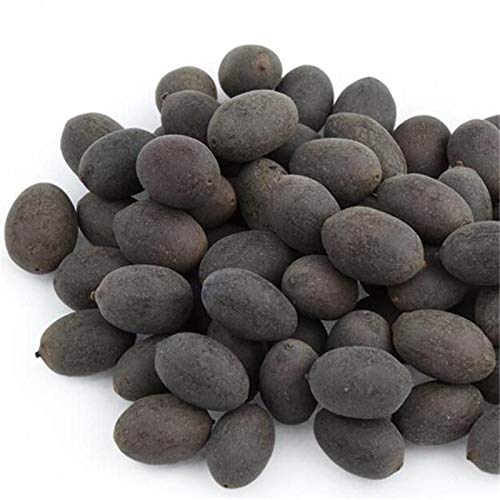 RDK Natural Original Lotus Seeds Bead Rosary Kamal Gatta Jaapmala making Beads for Meditation & Pooja Astrology Organic Jewellery - 51 Beads-image-17