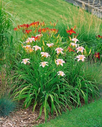Hemerocallis x cult. 'Luxury Lace' 9x9 cm Topf – Winterhart, Mehrjährig, Pflegeleicht – Taglilie – Staude für Beet & Garten