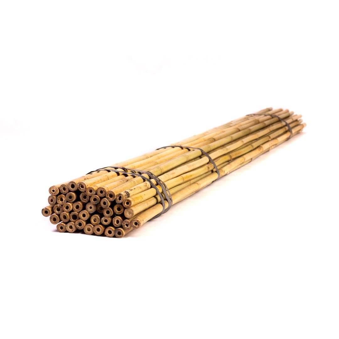 Bambusstangen - 245cm - 22/24mm - 50 Stück