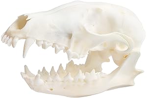 Wixine Authentic Red Fox Skull: A Captivating Bone Specimen for Education and Decoration