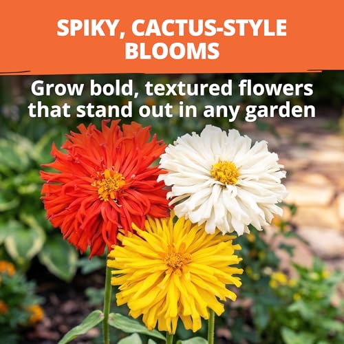 Image of HOME GROWN Cactus Mix Zinnia Seeds, 1300 Seeds (650 Seeds, 2 Pack), Zinnia elegans