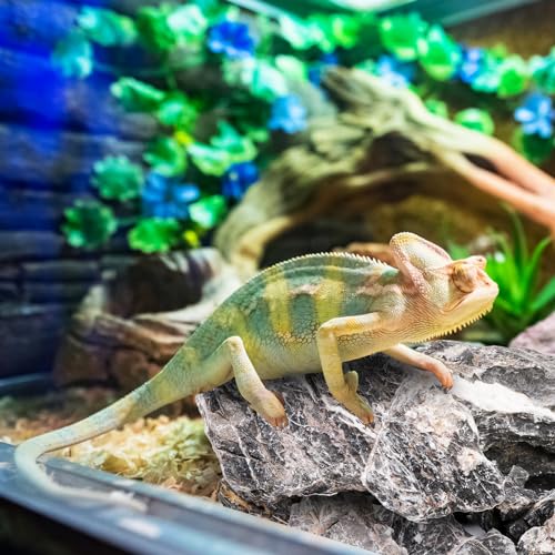 Eorbow 12lb Seiryu Stone, Aquarium Rocks for Terrariums, Paludarium, Vivariums, Reptile, Amphibian Enclosures, Fish Tank Decor for Aquarium Landscaping Models by Eorbow - Image 8