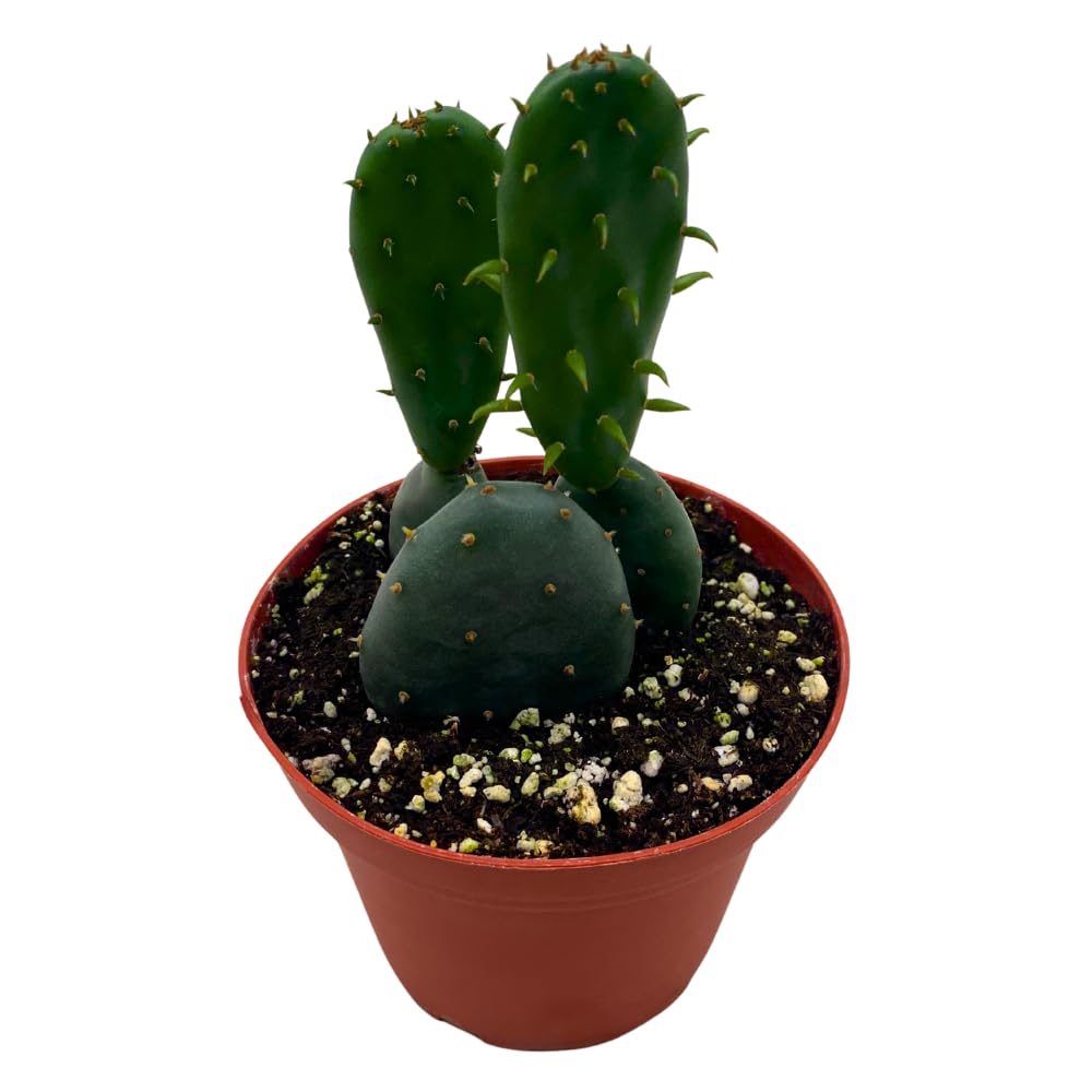 BubbleBlooms Opuntia ficus-Indica