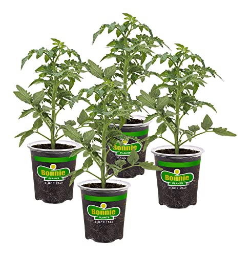 Bonnie Plants Better Boy Tomato: 4 Pack Live Vegetable Plants, Disease Resistant, Large 16 oz Fruit...