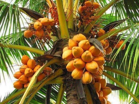 See full amazon price history chart for Green Paradise Golden Coconut Hybrid Malay Dwarf Orange Coconut Live Seedling Plant Green Paradise Golden Coconut Hybrid Malay Dwarf Orange Coconut Live Seedling Plant (B08CXDYL8S) Amazon Price History, Amazon Price Tracker