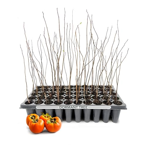 Persimmon Fruit Trees | 3 Live Trees | Diospyros Kaki | Edible Fruit Tree for Home Gardens | Cold...
