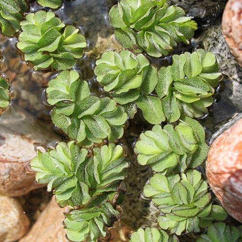 WASSERPFLANZEN WOLFF - Salvinia minima - Schwimmfarn - schwimmender Büschelfarn - Schutz für Fische