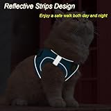 FEimaX Hundegeschirr mit Leine für Kleine Mittele Hunde Katzen Weich Mesh Welpengeschirr Atmungsaktive Brustgeschirr Verstellbare Reflektierend No Pull Weste Chihuahua Katze
