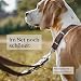 FREUDENTIER Hundehalsband Leder für kleine bis mittelgroße Hunde - Alsterufer Kollektion - Lederhalsband aus Fettleder - Handmade in EU (Chocolate, 33-44,5cm)