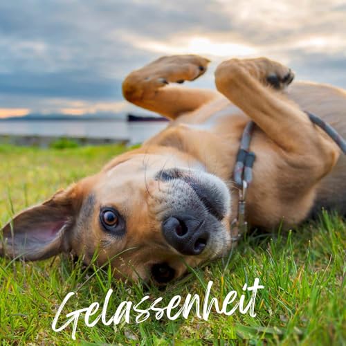 TJURE Gastro Liquid für Hunde | 500 ml | Ergänzungsfuttermittel zur Unterstützung der normalen Verdauung | Mit Blutwurz, Heidelbeerblättern & Gänsefingerkraut | Made in Germany