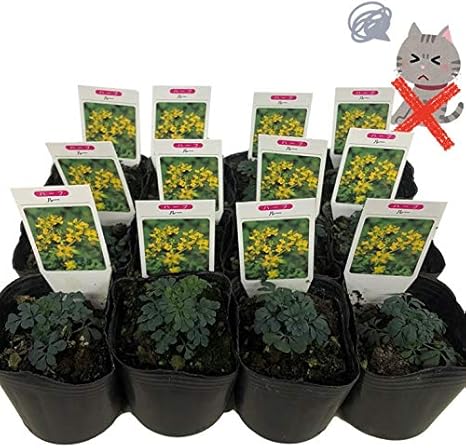 Amazon 猫が嫌うハーブ ルー 3号ポット12個セット ヘンルーダ 猫が苦手 猫よけ ハーブ 植物 おまかせ 園芸 ガーデニング 寄せ植え 鉢花 鉢植え 苗 香り 3号ポット 12個 鉢 Amazon 猫が嫌うハーブ ルー 3号ポット12個セット ヘンルーダ 猫が苦手 猫よけ ハーブ 植物 おまかせ 園芸 ガーデニング 寄せ植え 鉢花 鉢植え 苗 香り 3号ポット 12個 鉢