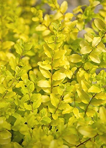 2 Gallon - Sunshine Ligustrum #TOP3