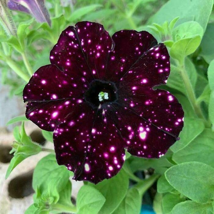See full amazon price history chart for SVG® Petunia flower seeds for home gardening pack of 40 to 50 seeds (BURGANDY) SVG® Petunia flower seeds for home gardening pack of 40 to 50 seeds (BURGANDY) (B0CWXQJS1W) Amazon Price History, Amazon Price Tracker