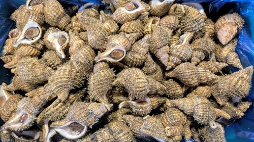 産直まるうお いわて北三陸産 冷凍 毛つぶ 業務用 8kg入 アヤボラ