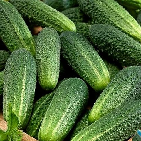 Cucumber Gherkin Everest F1 Seeds with Plant Tag Cover