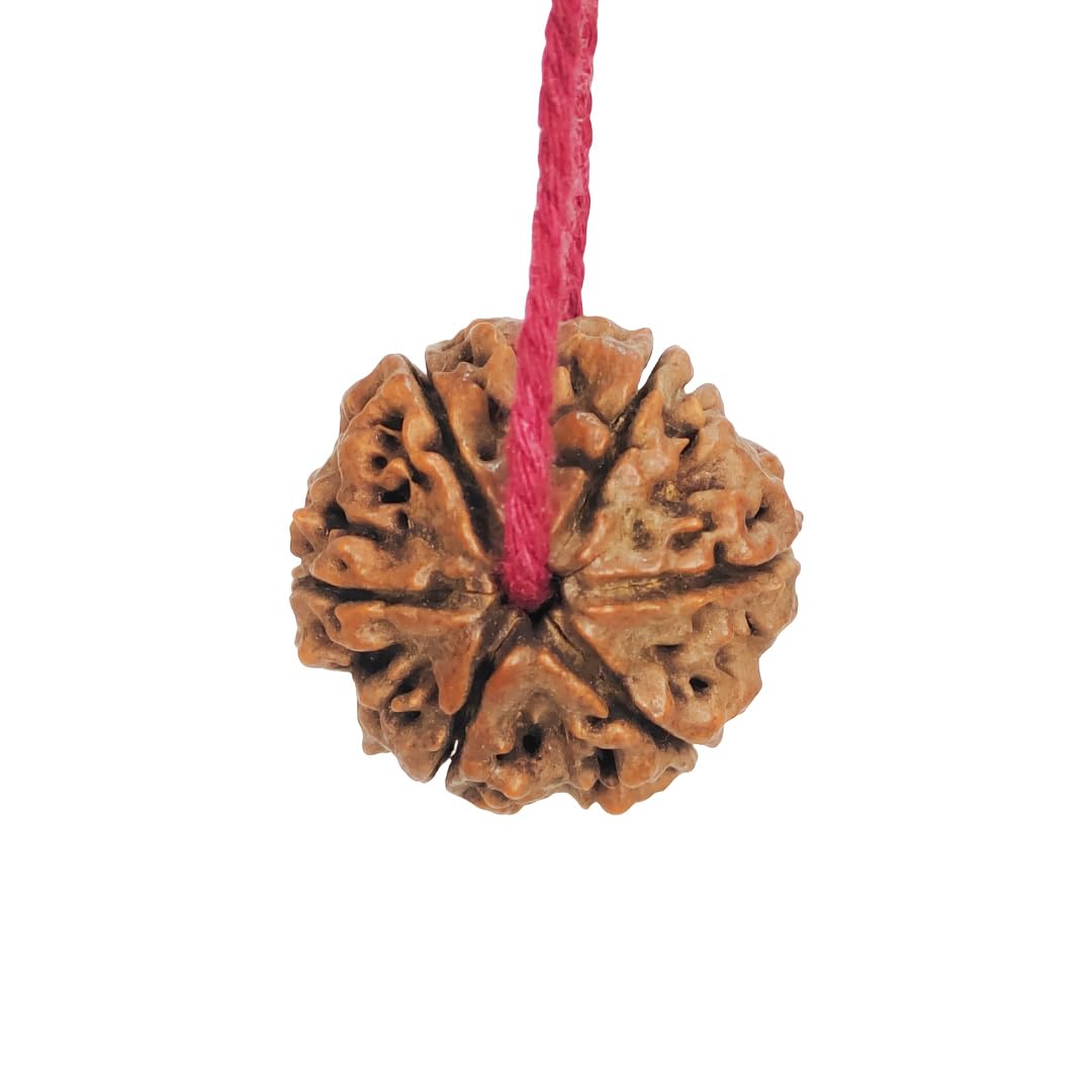 Rudra_Swaroop 6 Mukhi Nepali Rudraksha Comes with Red Thread | Real Rudraksha (B0D2VFWT54) Amazon Price History, Amazon Price Tracker