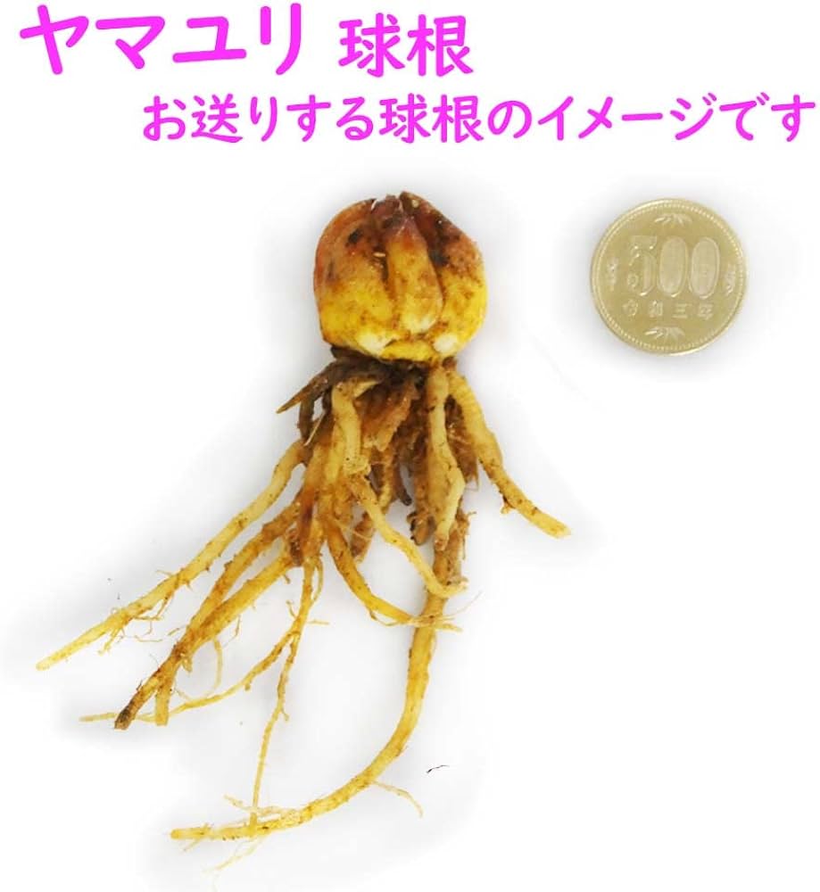 山百合11球 山百合11球