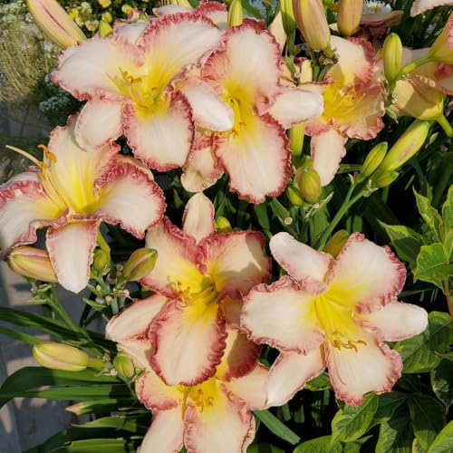 Semi di daylily, Hemerocallis fulva, luoghi soleggiati perenni resistenti agli emerocallidi, Le da giardino 350pcs