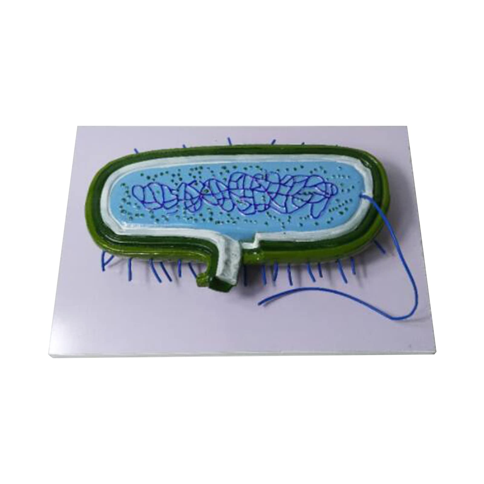 Biologia Insegnamento Magnified Bacteria Modello Educativo Modello Batteri Modello per Scuola Media Biologia Insegnamento Dimostrazione