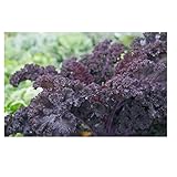 Sachet de graines de Chou frisé Scarlet rouge (Chou Kale)- Les Graines Bocquet