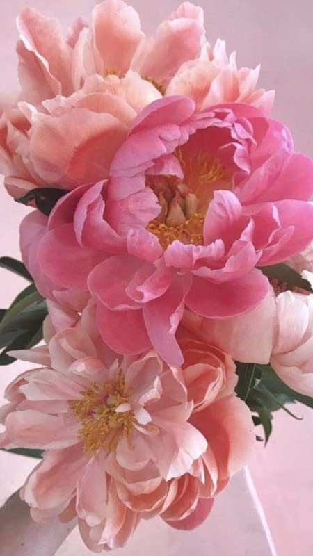Radha Krishna Agriculture® Imported Excellent-Quality Peony Flower Bulbs for Home Outdoor Gardening Plants Flowering Bulbs (Pack Of 1) (B0B9C2BMCS) Amazon Price History, Amazon Price Tracker