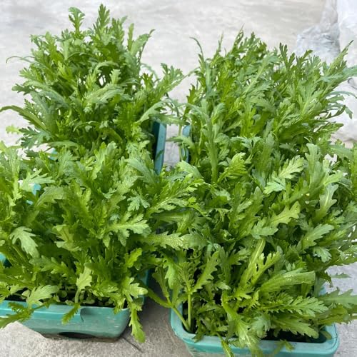 semillas de crisantemo comestibles, semillas de hortalizas, semillas de bonsái Glebionis coronaria, semillas y plantas de hortalizas plantas verdes, plantas vegetales Plantas de balcón 600pcs