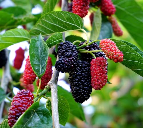 Red Mulberry Tree Live Plants (Morus rubra) Native Sweet Fruit Tree Fast Growing Hardy Mulberry Sapling Starter Plant for Outdoor Planting (3 Trees)