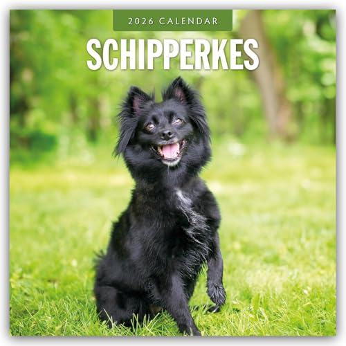 Schipperkes – Schipperke – Kleiner Schäferhund 2026 – 16-Monatskalender: Original Red Robin Publishing Ltd-Kalender [Mehrsprachig] [Kalender] (Wall-Kalender)