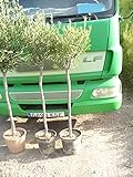 arbol olivo precio  Árbol de Olivo, tronco rustico gordo (Olea europaea) aprox. 140 cm - 160 cm,