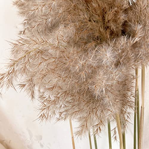 Harilla 10 Peças de Decoração de Grama Natural de Pampa Boho Decoração de Grama Seca E Decoração de