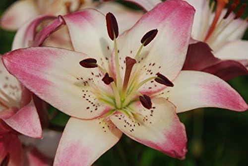 Rosellas Dream - Bombilla grande de lirio asiático para hermosas flores en tu jardín - clarence