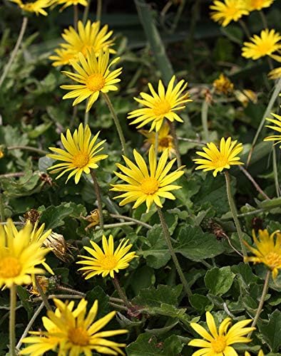 半額sale アークトセカ 3 5号ポット24株セット タンポポのような可憐な花 グランドカバーに適した丈夫な多年草 Rachelbaptista Com Br